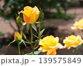 満開に咲いた鶴舞公園のバラの花 139575849