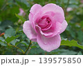 満開に咲いた鶴舞公園のバラの花 139575850