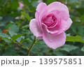 満開に咲いた鶴舞公園のバラの花 139575851