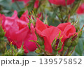 満開に咲いた鶴舞公園のバラの花 139575852