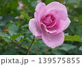 満開に咲いた鶴舞公園のバラの花 139575855