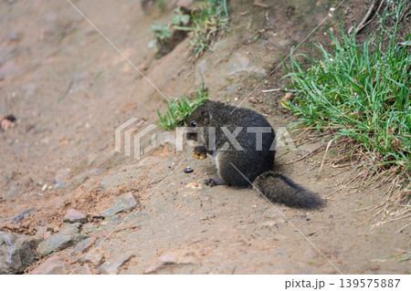 The Bornean mountain ground squirrel in Kinabalu Park, Malaysia. The Bornean mountain ground squirrel in Kinabalu Park, Malaysia. 139575887