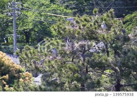 街中の公園の松の木で子育てをするアオサギ(コロニー) 街中の公園の松の木で子育てをするアオサギ(コロニー) 139575938