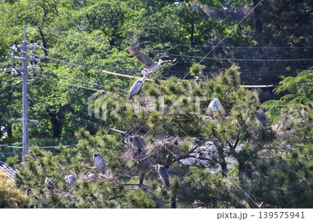 街中の公園の松の木で子育てをするアオサギ(コロニー) 街中の公園の松の木で子育てをするアオサギ(コロニー) 139575941