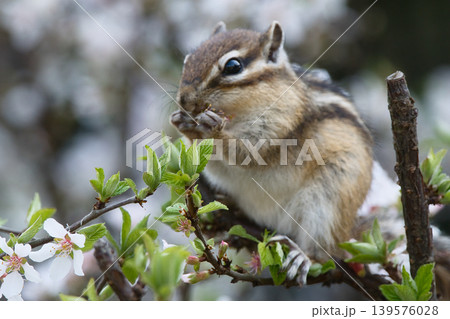 ユスラウメの花びらを食べるシマリス ユスラウメの花びらを食べるシマリス 139576028