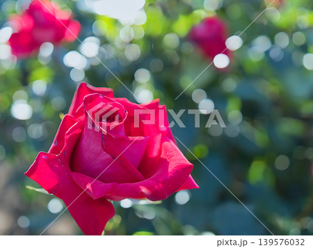 赤いバラ 赤いバラ 139576032