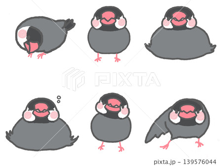 いろいろなポーズの桜文鳥 いろいろなポーズの桜文鳥 139576044