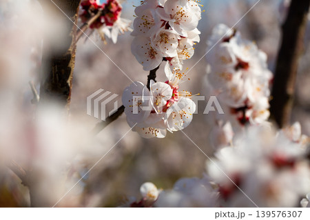 Close-up of blossoming of apricots in the fields and meadows Close-up of blossoming of apricots in the fields and meadows 139576307