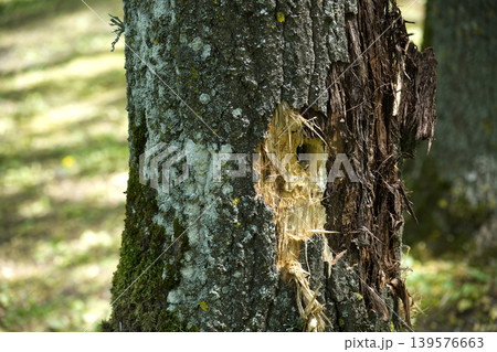 Closeup Of Tree Trunk With Bark Damage And Woodpecker Hole In Mossy Forest Closeup Of Tree Trunk With Bark Damage And Woodpecker Hole In Mossy Forest 139576663