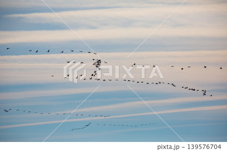 Flock of cranes flying in sky Flock of cranes flying in sky 139576704
