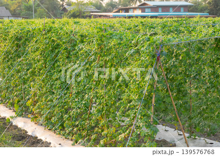 Organic bitter melon farm with lush green vines growing on trellis under warm sunlight in rural agricultural landscape Organic bitter melon farm with lush green vines growing on trellis under warm sunlight in rural agricultural landscape 139576768