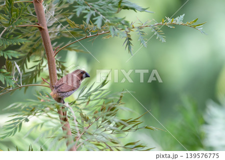 Scaly breasted munia perched on leafy branch with soft green background in natural tropical habitat showing peaceful wildlife and delicate feather details Scaly breasted munia perched on leafy branch with soft green background in natural tropical habitat showing peaceful wildlife and delicate feather details 139576775