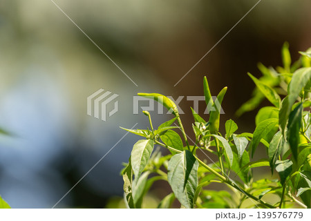 Fresh green chili peppers growing on plant with warm sunlight and soft natural background in organic garden environment Fresh green chili peppers growing on plant with warm sunlight and soft natural background in organic garden environment 139576779