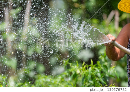 Farmer spraying water over green vegetable garden with strong splash and sunlight creating fresh irrigation and sustainable farming atmosphere Farmer spraying water over green vegetable garden with strong splash and sunlight creating fresh irrigation and sustainable farming atmosphere 139576782