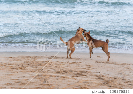 Two playful dogs running and interacting on a sandy beach with ocean waves creating active outdoor pet lifestyle and joyful seaside atmosphere Two playful dogs running and interacting on a sandy beach with ocean waves creating active outdoor pet lifestyle and joyful seaside atmosphere 139576832