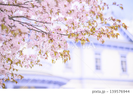 豊平館と満開の桜(豊平館はぼかしたバージョン) 豊平館と満開の桜(豊平館はぼかしたバージョン) 139576944