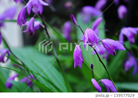 紫蘭の花 139577029