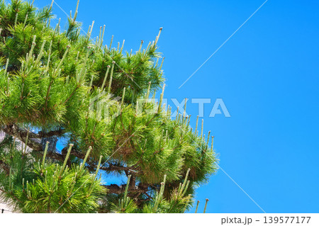 松の木の新芽と青空 松の木の新芽と青空 139577177