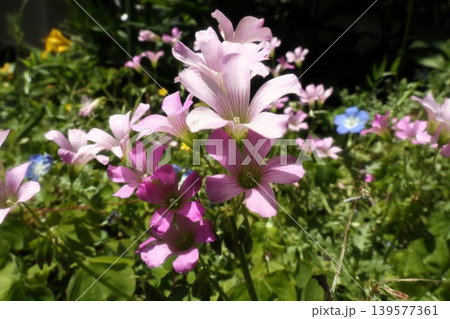 花壇の中の花:野の花:イモカタバミ:ムラサキカタバミ:カタバミ 花壇の中の花:野の花:イモカタバミ:ムラサキカタバミ:カタバミ 139577361