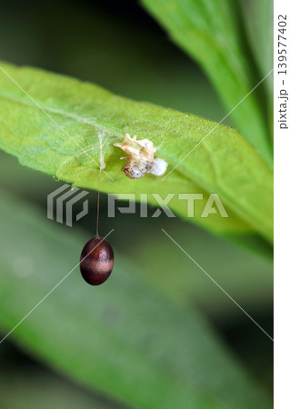 葉の裏に糸で吊ったチビアメバチ亜科の茶色い繭と寄生していた蛾の幼虫抜け殻(日本昆虫生態マクロ撮影) 葉の裏に糸で吊ったチビアメバチ亜科の茶色い繭と寄生していた蛾の幼虫抜け殻(日本昆虫生態マクロ撮影) 139577402