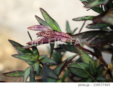 サビ病に感染した植物の葉 接写 病害虫 農業 園芸の病気診断素材 サビ病に感染した植物の葉 接写 病害虫 農業 園芸の病気診断素材 139577405