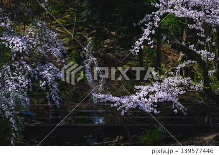 【臥竜公園】桜と小滝【竜ヶ池】 【臥竜公園】桜と小滝【竜ヶ池】 139577446
