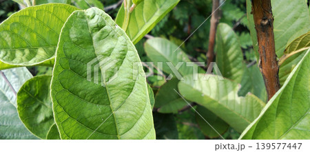 Close-up photo of fresh green leaves with clearly visible leaf vein details and natural lighting. 139577447