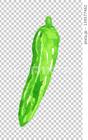 ししとう シシトウガラシ(単品) 野菜の手描き水彩イラスト素材 ししとう シシトウガラシ(単品) 野菜の手描き水彩イラスト素材 139577462