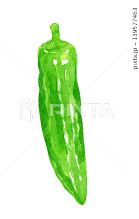 ししとう シシトウガラシ(単品) 野菜の手描き水彩イラスト素材 ししとう シシトウガラシ(単品) 野菜の手描き水彩イラスト素材 139577463