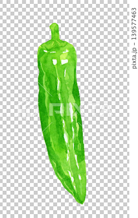 ししとう シシトウガラシ(単品) 野菜の手描き水彩イラスト素材 ししとう シシトウガラシ(単品) 野菜の手描き水彩イラスト素材 139577463