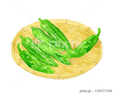 竹ざるに乗ったししとう（シシトウガラシ）　野菜の手描き水彩イラスト素材 139577589
