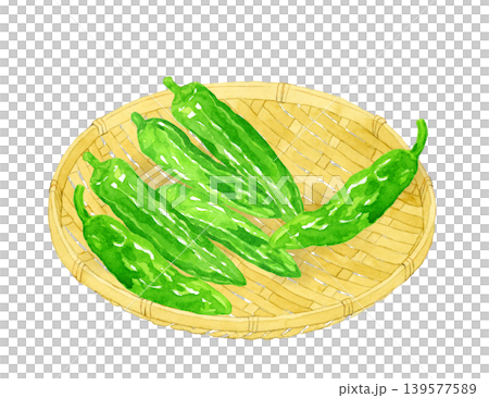 竹ざるに乗ったししとう（シシトウガラシ）　野菜の手描き水彩イラスト素材 139577589
