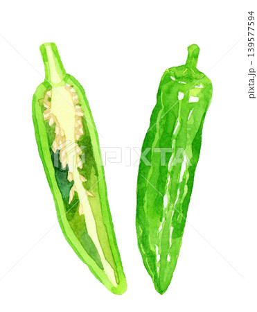 半分にカットしたししとう（シシトウガラシ）　野菜の手描き水彩イラスト素材 139577594
