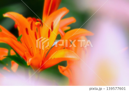 美しいオレンジ色の百合の花 美しいオレンジ色の百合の花 139577601