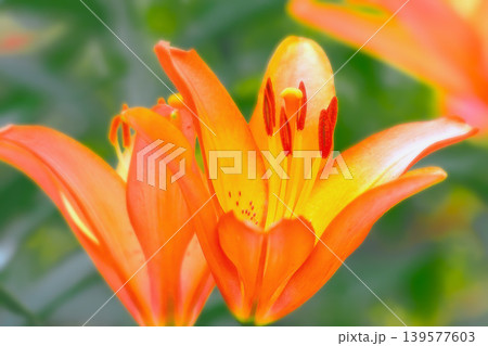 鮮やかなオレンジ色の百合の花 鮮やかなオレンジ色の百合の花 139577603