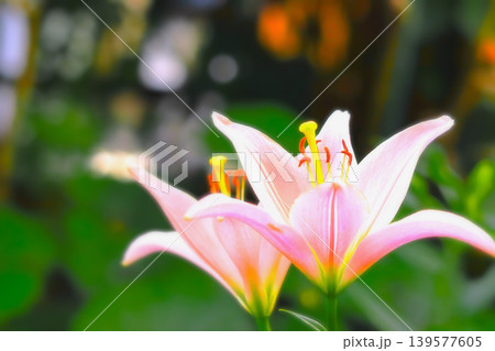 美しく開花した爽やかな二輪の百合の花 美しく開花した爽やかな二輪の百合の花 139577605