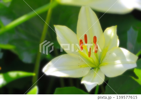 美しく楚々とした白花すかしゆり 美しく楚々とした白花すかしゆり 139577615