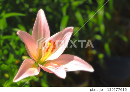 薄紅色の美しい百合の花 薄紅色の美しい百合の花 139577616