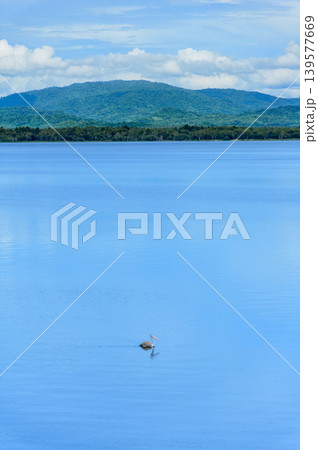 a pelican swims along in a large blue lake with green mountains and forest in background a pelican swims along in a large blue lake with green mountains and forest in background 139577669