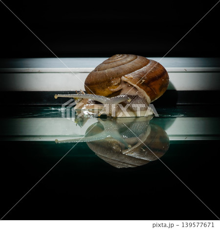 a small snail walks slowly past the mirror floor with a reflection shadow in the dark background 139577671