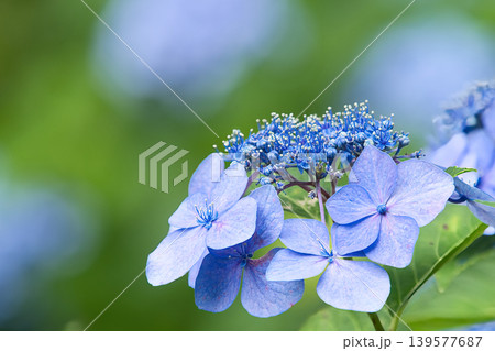 梅雨に咲く青いガクアジサイの花 139577687