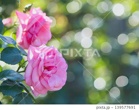 ピンクのバラの花と玉ボケ 139577691