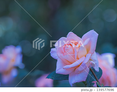淡いピンクの可愛い薔薇 淡いピンクの可愛い薔薇 139577696