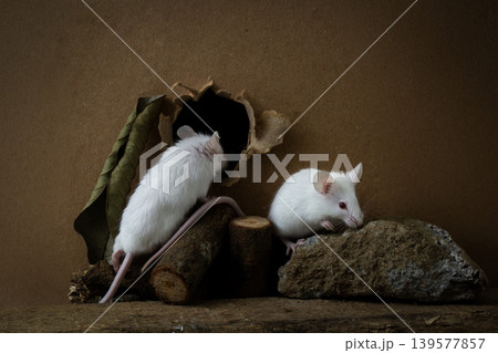 Curious white lab mouse (Mus musculus) peeking out from a hole in a cardboard box. Curious white lab mouse (Mus musculus) peeking out from a hole in a cardboard box. 139577857