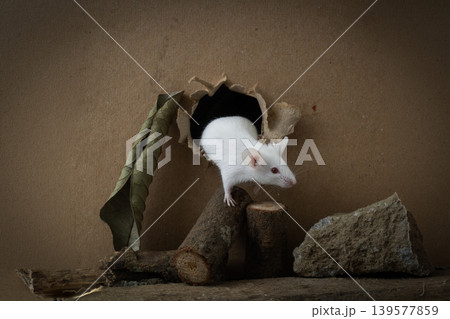 Curious white lab mouse (Mus musculus) peeking out from a hole in a cardboard box. Curious white lab mouse (Mus musculus) peeking out from a hole in a cardboard box. 139577859