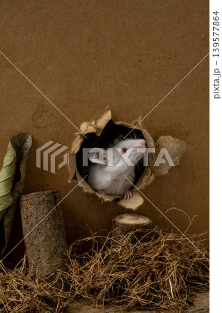 Curious white lab mouse (Mus musculus) peeking out from a hole in a cardboard box. Curious white lab mouse (Mus musculus) peeking out from a hole in a cardboard box. 139577864