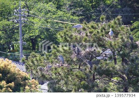 街中の公園の松の木で子育てをするアオサギ(コロニー) 街中の公園の松の木で子育てをするアオサギ(コロニー) 139577934