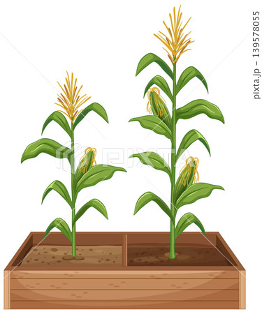 Vector Illustration of Corn Plants Growing in a Wooden Planter Box Vector Illustration of Corn Plants Growing in a Wooden Planter Box 139578055