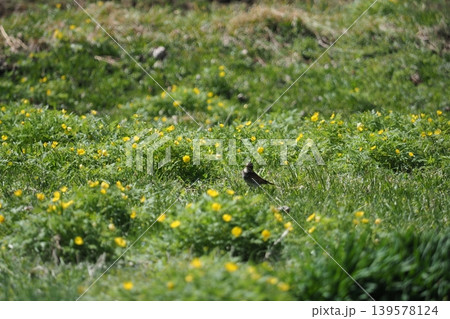 黄色い福寿草と野鳥 139578124