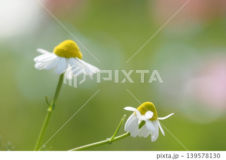 カモミールの花のアップ 139578130